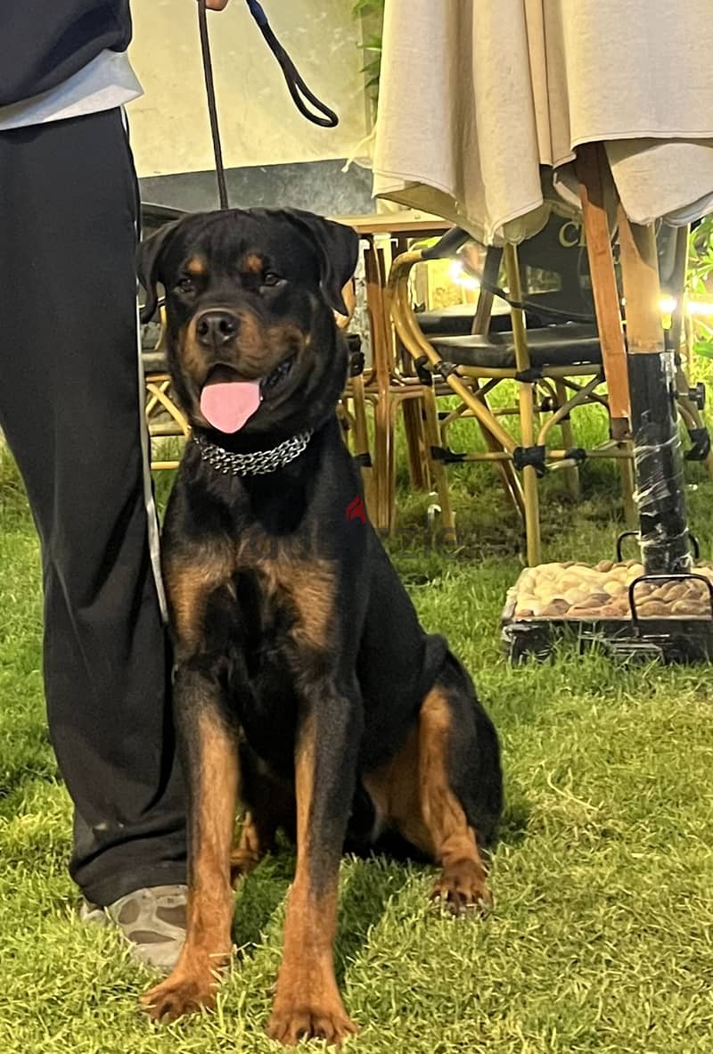 ‏Rottweiler 1