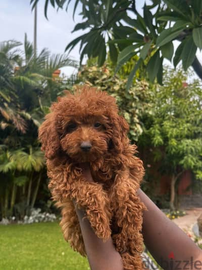 Toy poodle