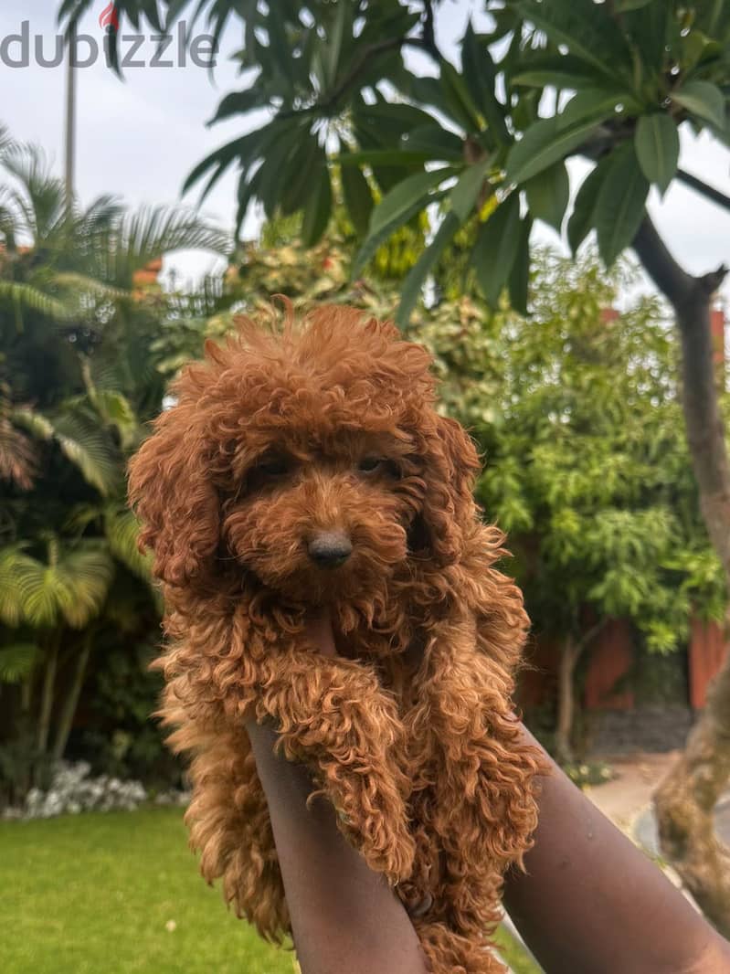Toy poodle 2