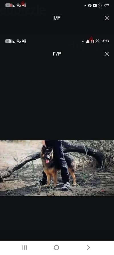 الحيزه الهرم سقاره