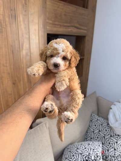 Poodle Maltipoo poodle مالتيبو