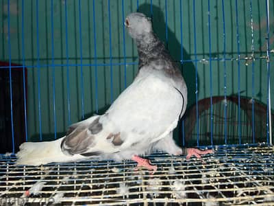 حمام للبيع