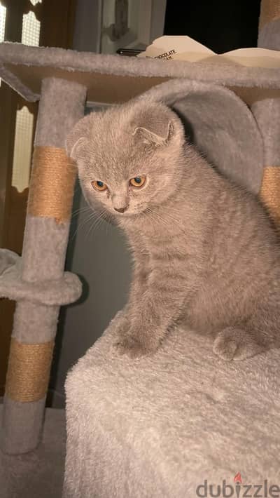 Scottish Fold Blue Gray Boy for Sale قط