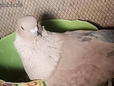 جوز زاجل بابا محترم ونتايه كذغندي اطيفه  وجوز بلق  سكروته