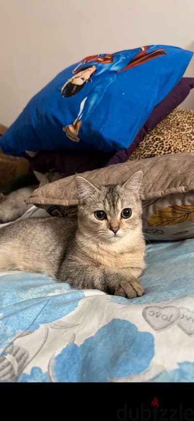 ذكر  سكوتش بريتش شورت هير سلفر فاخر | British Shorthair Silver Male