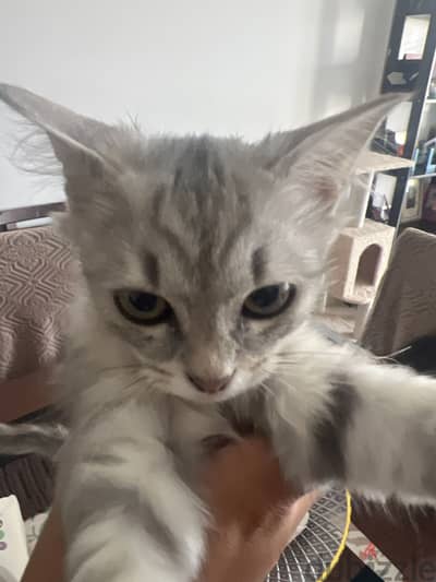 Lovely cat to have