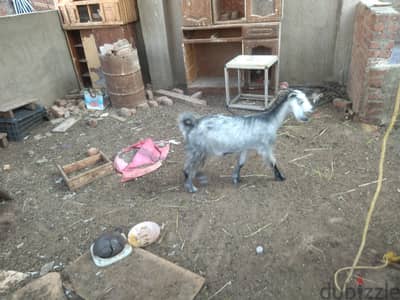 معزه فضيا تمشى ندر او عقيقا