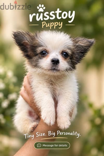 Chihuahua شيواوا