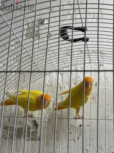 قص اوبلاين اورانج روز فرصه لسرعة البيع