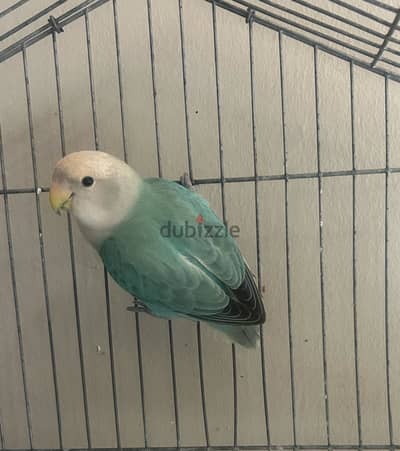 نتاية روز
