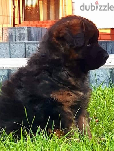German Shepherd puppies