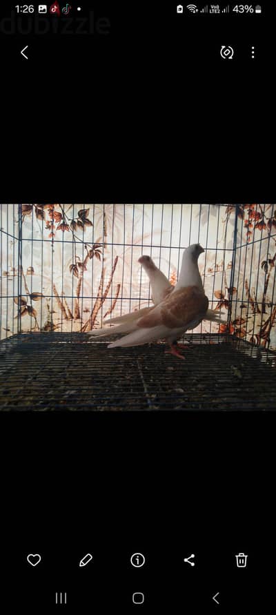 حمام سكروته