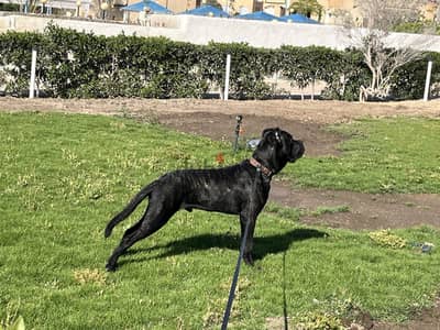 Cane Corso Male 10mo