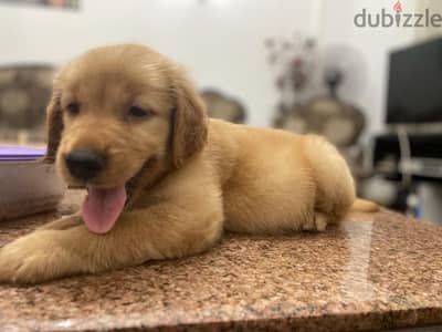 Golden retriever جولدن رتريفر