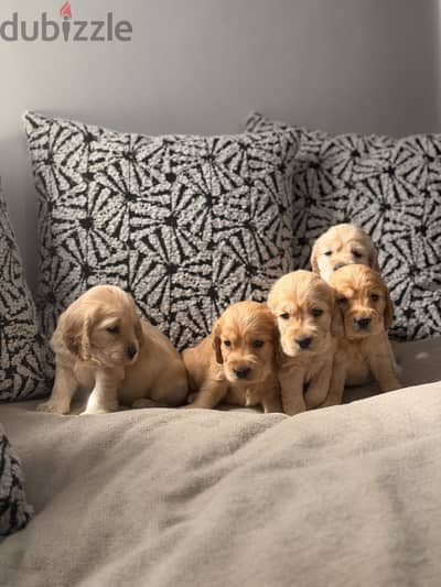 Cocker spaniel كوكر اسبانيل