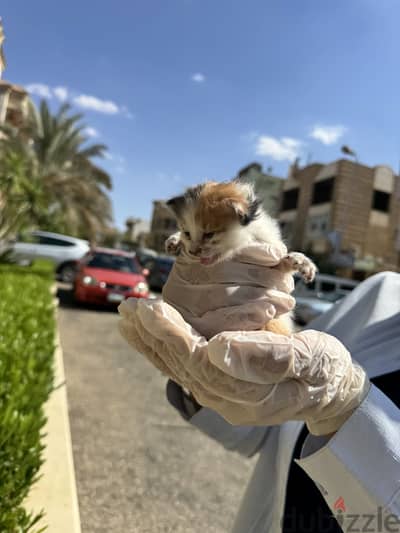 two rescued kitten for adoption-New Cairo