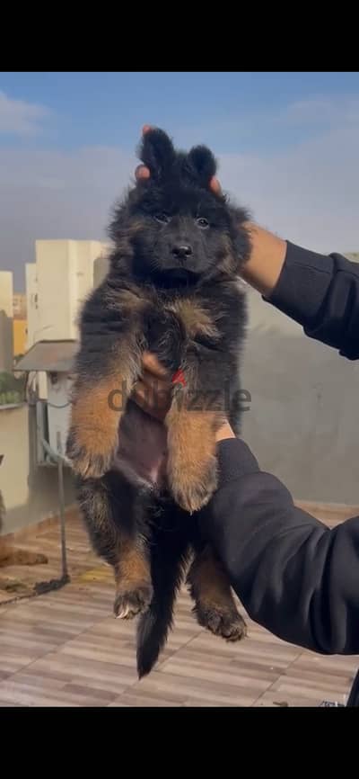متاح جراوي جيرمن شهرين و50يوم