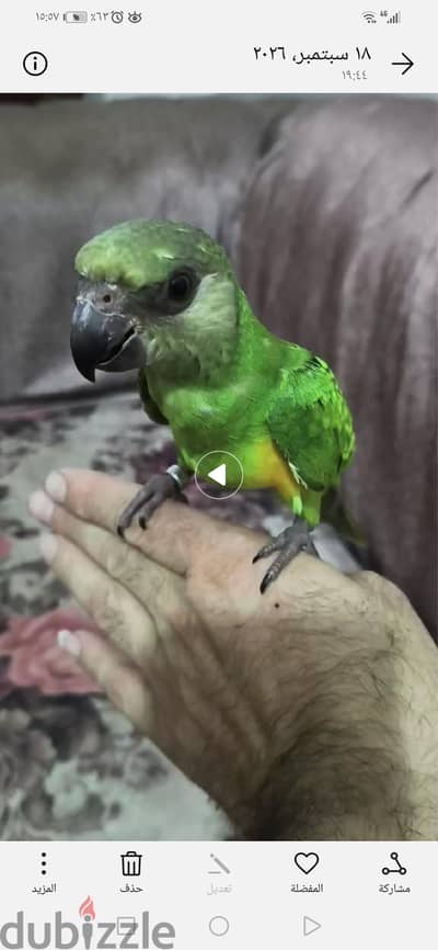 زغلول سنغالي مفطوم