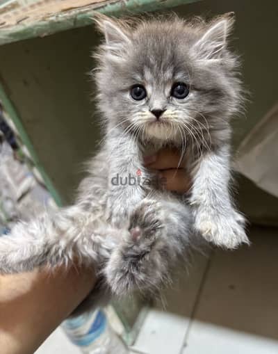 بنت شيرازي بيور