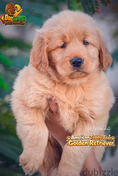 Golden Retriever Egypt |  Teddy Bear American Golden Retriever