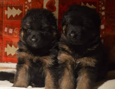 German shepherd puppies male female German جراوي جيرمن شيبرد ذكر انثي