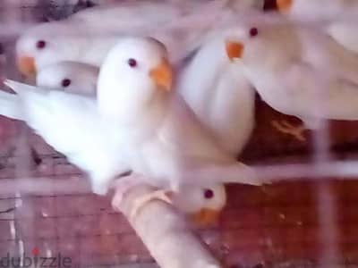 روز البينوا بيور