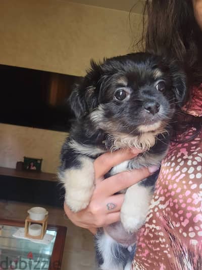 Havanese puppies