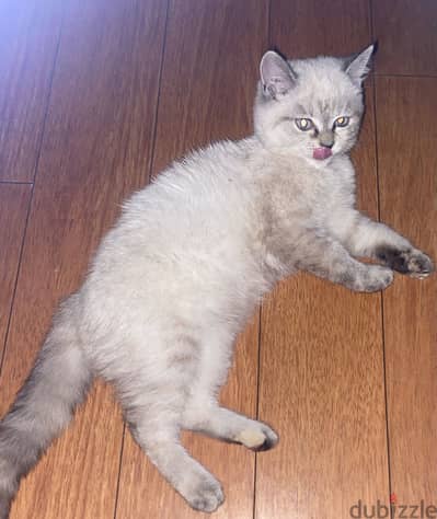 Ragdoll kitten