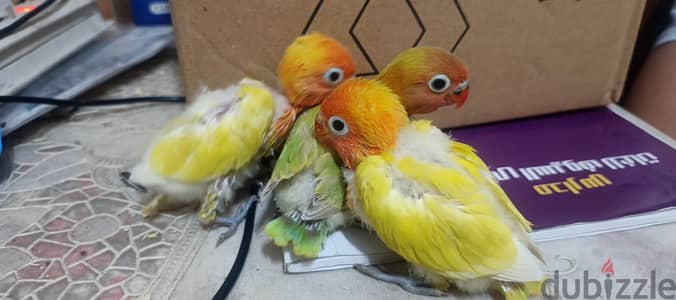 مطلوب تاكيل يدوي فيشر زغاليل أي عمر