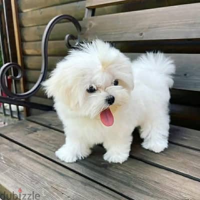 Havanese puppies top quality males and females - هافانيز بابيز ٥٠ يوم