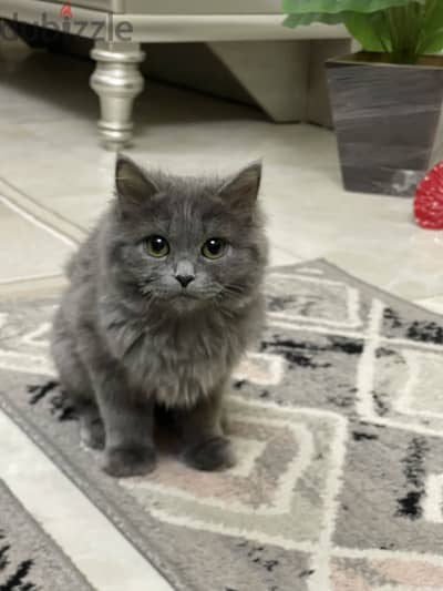 قط بريتش لونجهير (British Longhair)  بيور عمره 7 شهور مطعم القط هادي