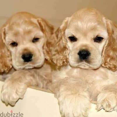 مطلوب cocker spaniel