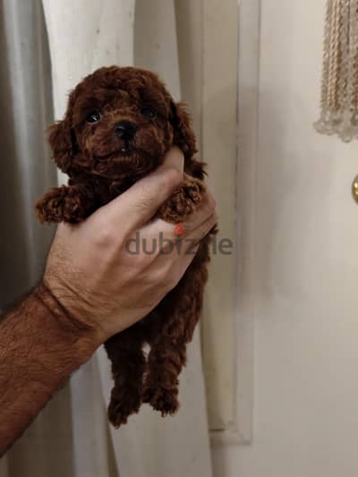 Dark Red poodle
