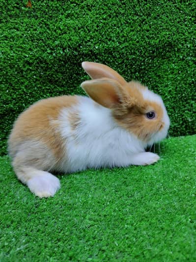 Bunnyارانب زينه لتربية في المنزل