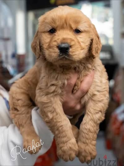Golden Retriever جولدن ريتريفر