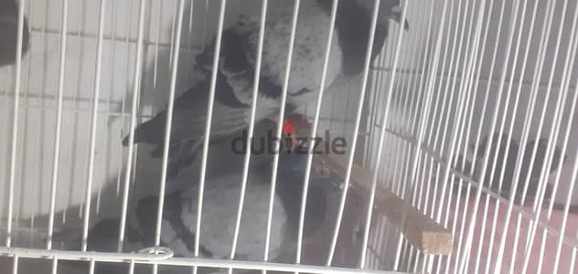 الحمام زاجل بلدي الاثنين 350
