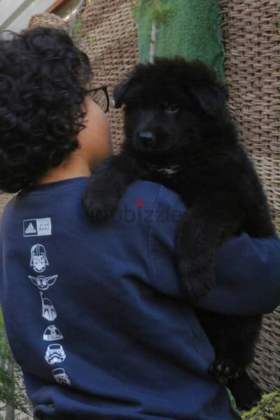 Baby German shepherd