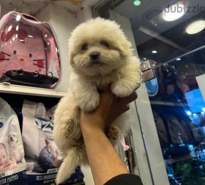 Havanese puppies 40 days available males and females
