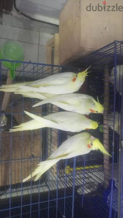 شارع ناهيا بولاق الدكرور. . الكفر