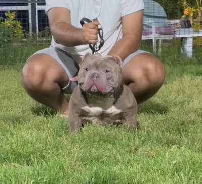 American bully male 4 months