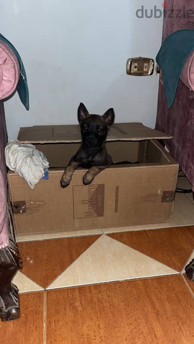 مالينو malinoشاربوني