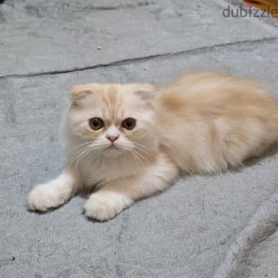 كيتن ولد سكوتش فولد