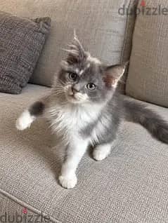 cat for sale