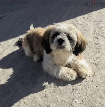 Female Pure Shih Tzu 5 Months Old & Fully Vaccinated