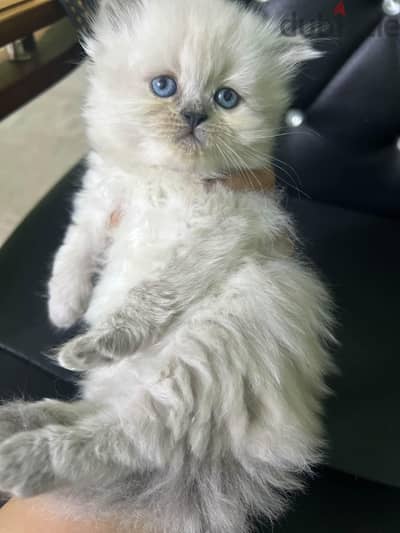 pure ragdoll 2 females 1 male