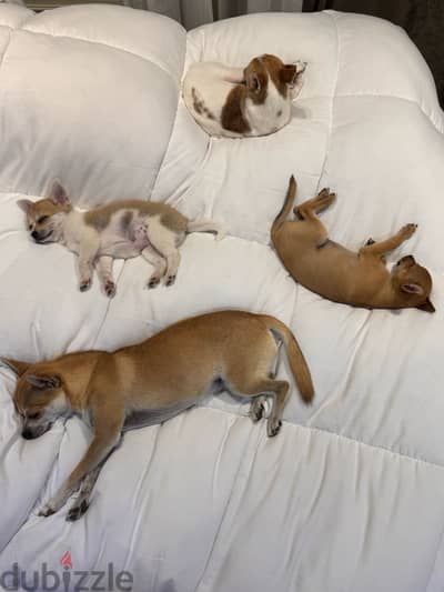 شيواوا جرو chihuahua للبيع