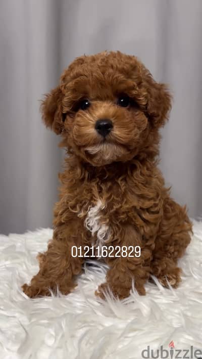 Poodle x maltipoo puppies مالتيبو