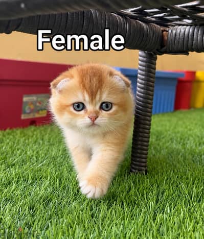 male and female Scottish fold
