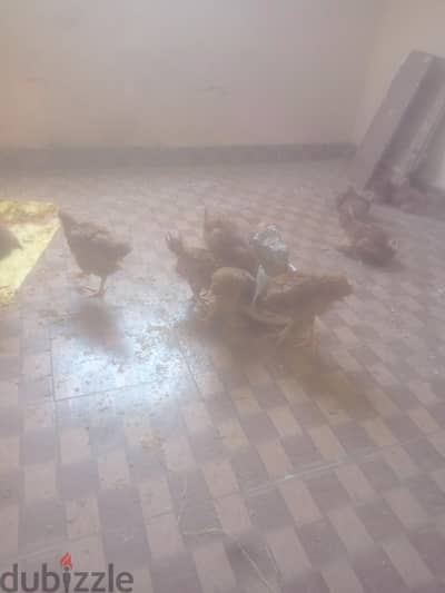 فراخ ساسو عمر شهرين ونص تربيه بيتي حاجه بسم الله ما شاء الله