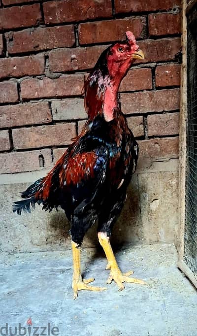 اسره فراخ هندي